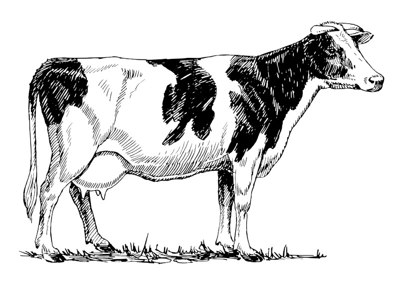 Holstein cow png, vintage animal clipart